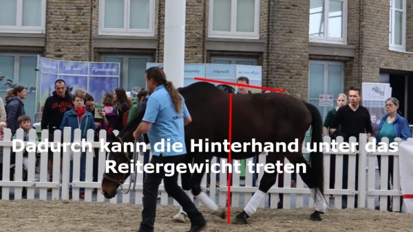 19.09.2025 - 21.09.2025 ein 3-tägiges Intensivseminar "HJN-Rückenschule für Pferde" Anfänger/Fortgeschrittene, Seminarleitung Hans-Jürgen Neuhauser bei Diana Baumeister, Heerde 69, in 27245 Kirchdorf