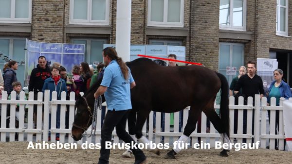 19.09.2025 - 21.09.2025 ein 3-tägiges Intensivseminar "HJN-Rückenschule für Pferde" Anfänger/Fortgeschrittene, Seminarleitung Hans-Jürgen Neuhauser bei Diana Baumeister, Heerde 69, in 27245 Kirchdorf – Bild 3