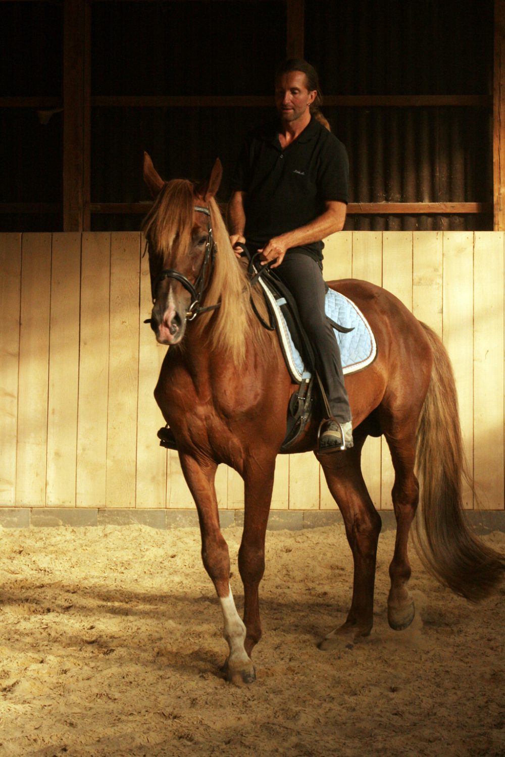 12.06.2026 - 14.06.2026 ein 3-tägiges Reit-Seminar "Reiten mit feinsten Hilfen" Anfänger/Fortgeschrittene, Seminarleitung Hans-Jürgen Neuhauser bei Diana Baumeister, Heerde 69, in 27245 Kirchdorf – Bild 3
