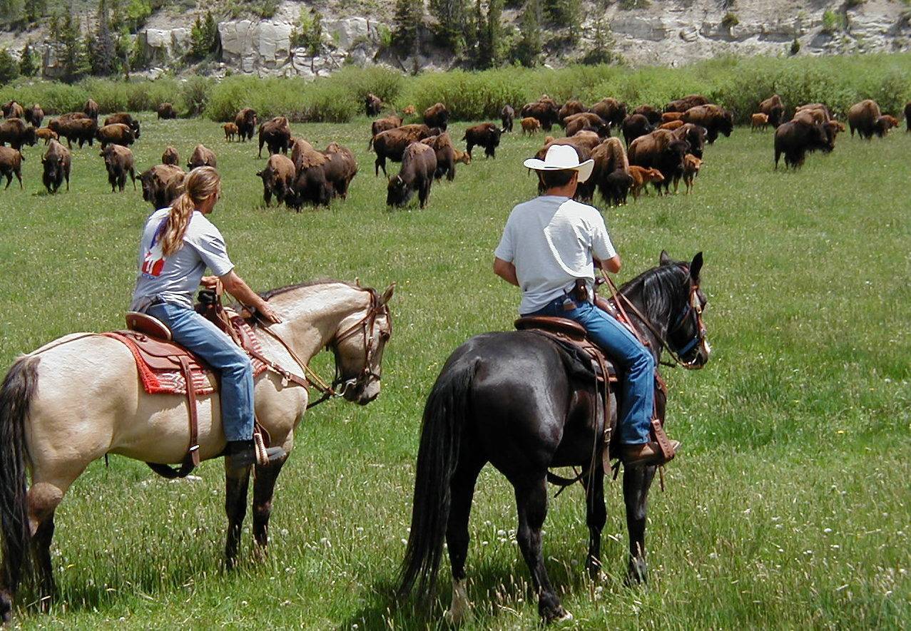 Mitten in der Bisonherde, eine Vertrauensfrage zwischen Pferd und Reiter