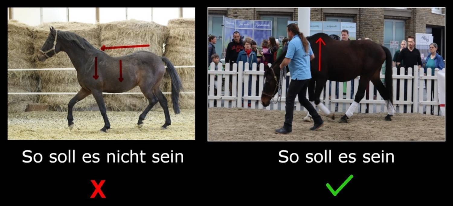 HJN-Rückenschule für Pferde