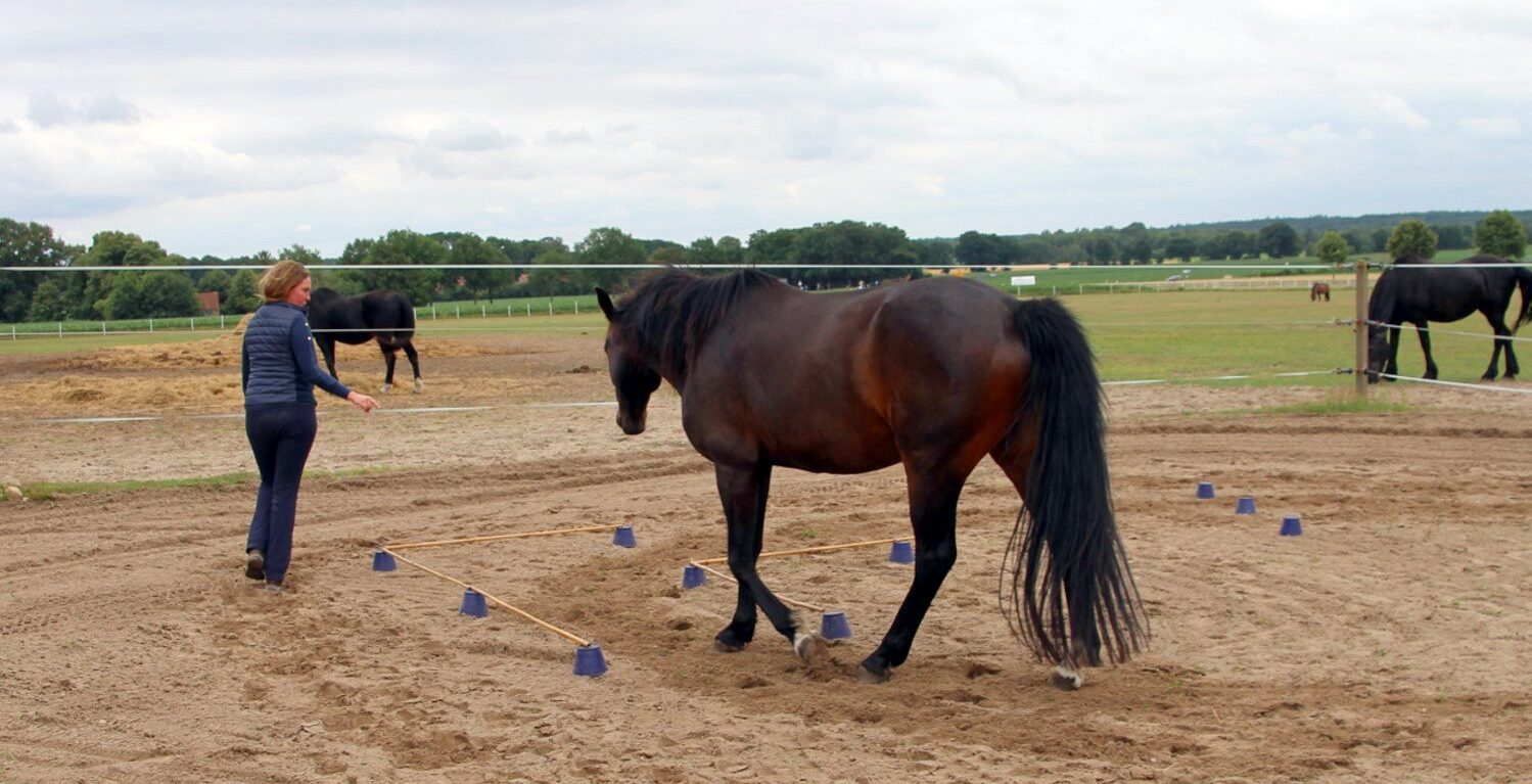 Das Pferd lässt sich auf den cm genau lenken