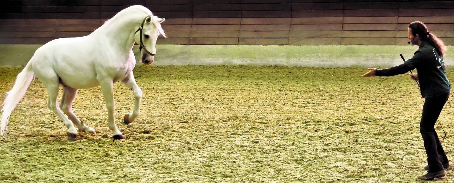 Hans-Jürgen Neuhauser mit dem Lipizzaner-Hengst 146C-MONTEAURA