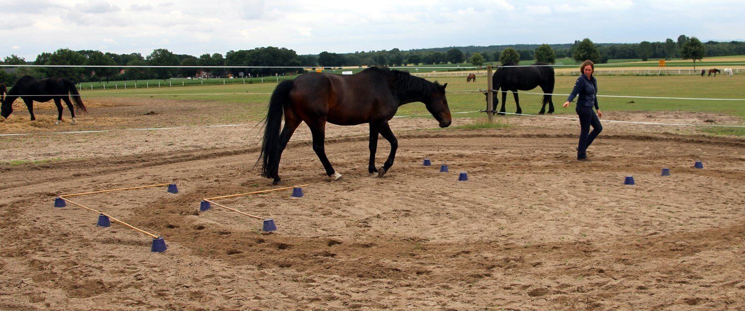 Diana mit Theodor zeigt Equleading - Gymnastizierende Führübungen