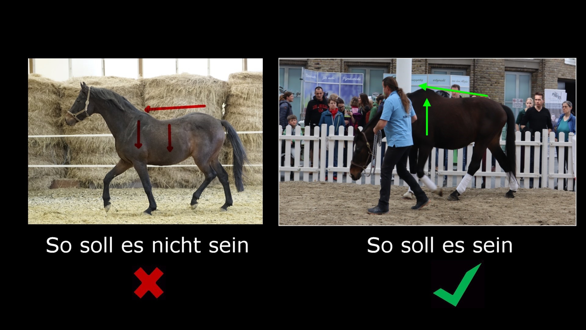 HJN-Rückenschule für Pferde